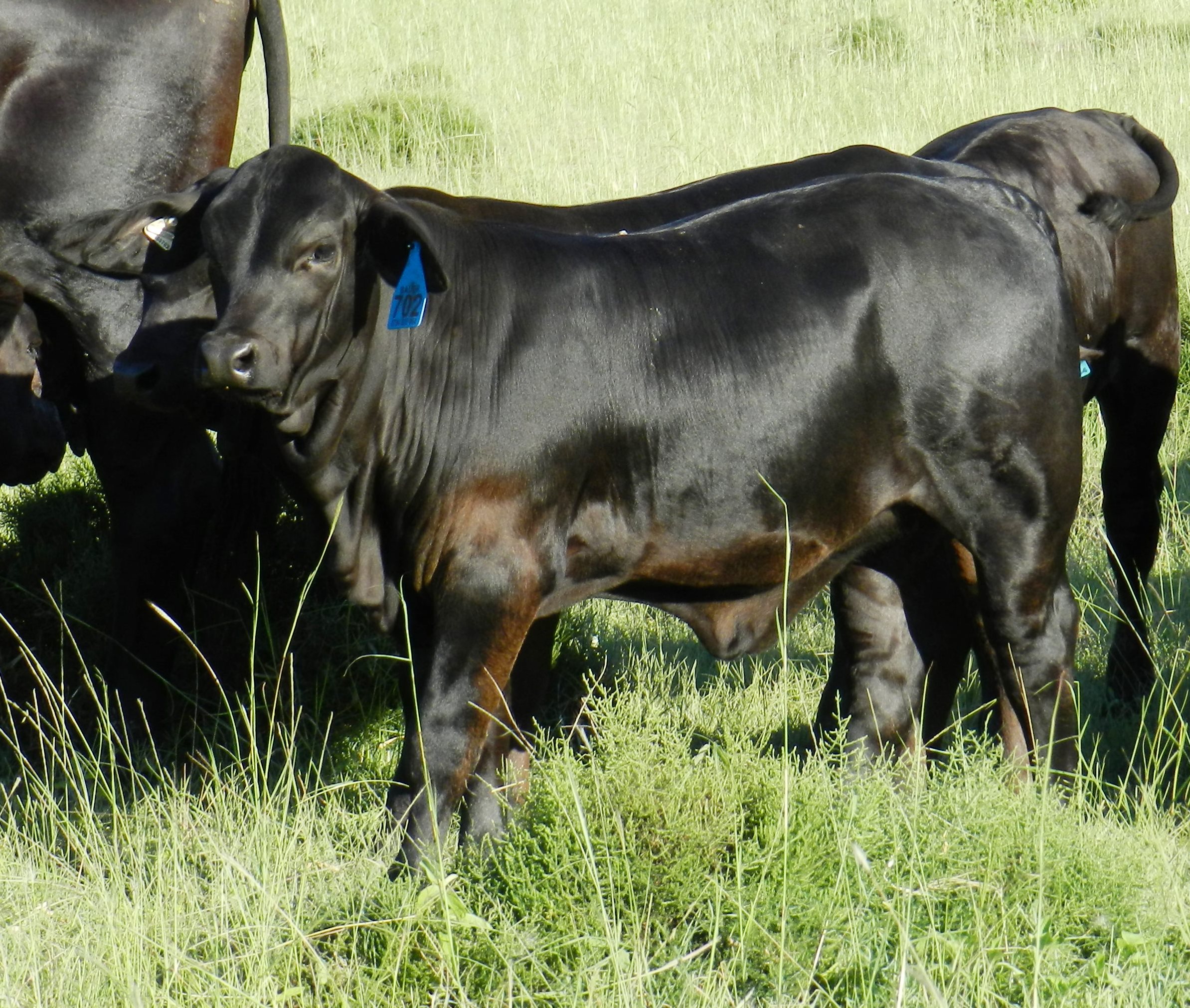 Elara Faithful as a calf